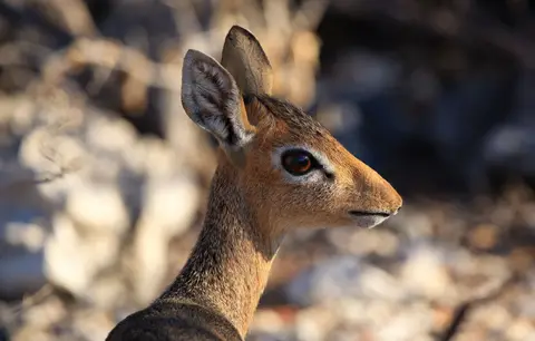 Namibia_Etosha_395.jpg