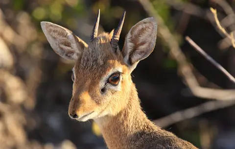 Namibia_Etosha_397.jpg