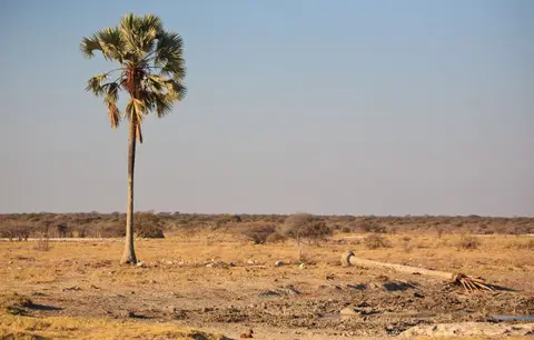 Namibia_Etosha_402.jpg