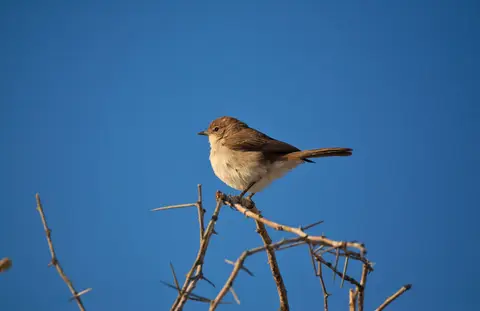 Namibia_Etosha_404.jpg