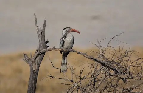 Namibia_Etosha_405.jpg
