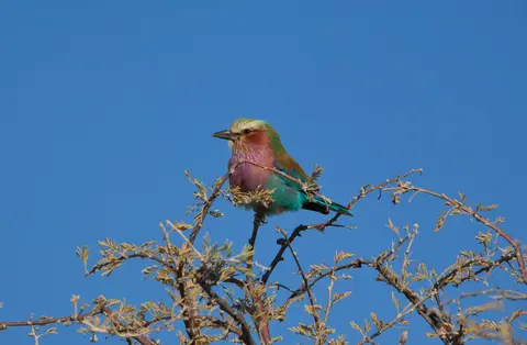 Namibia_Etosha_422.jpg
