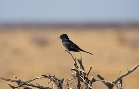 Namibia_Etosha_423.jpg