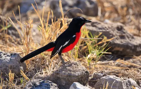 Namibia_Etosha_429.jpg