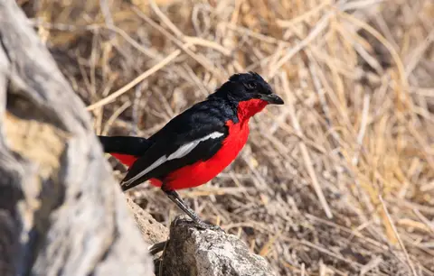 Namibia_Etosha_433.jpg