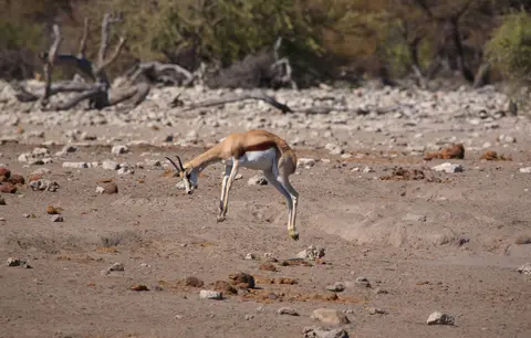 Namibia_Etosha_444.jpg