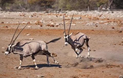 Namibia_Etosha_447.jpg