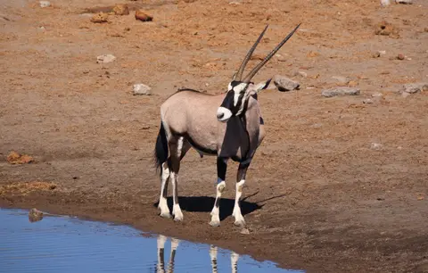 Namibia_Etosha_448.jpg