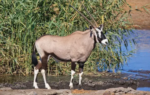 Namibia_Etosha_449.jpg