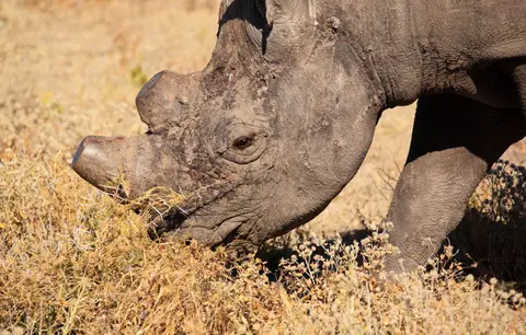Namibia_Etosha_454.jpg