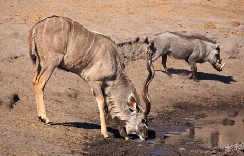 Namibia_Etosha_462.jpg
