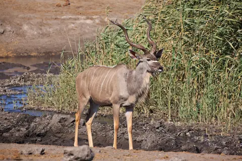 Namibia_Etosha_463.jpg
