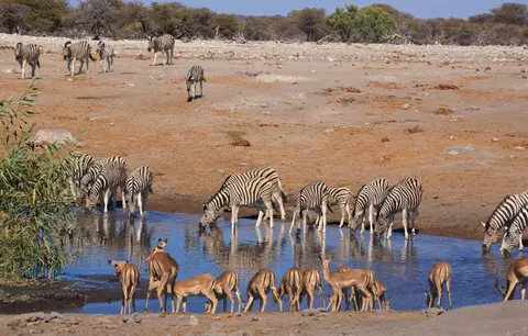 Namibia_Etosha_464.jpg