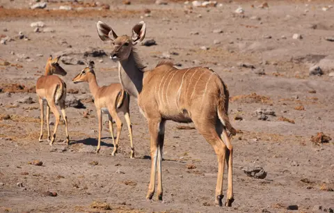 Namibia_Etosha_467.jpg