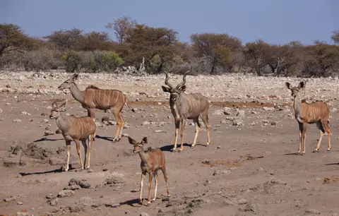 Namibia_Etosha_468.jpg