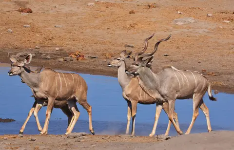 Namibia_Etosha_470.jpg