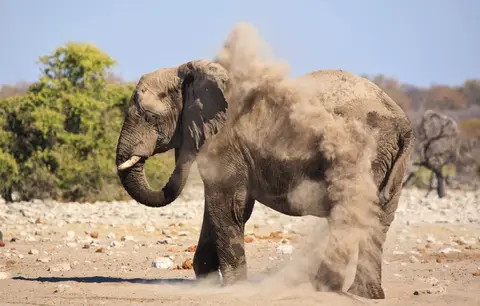 Namibia_Etosha_478.jpg