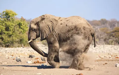 Namibia_Etosha_484.jpg