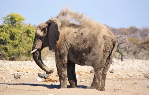 Namibia_Etosha_485.jpg