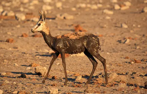Namibia_Etosha_492.jpg