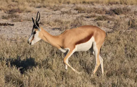 Namibia_Etosha_503.jpg