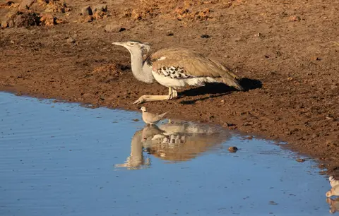 Namibia_Etosha_509.jpg