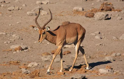 Namibia_Etosha_512.jpg