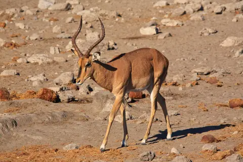 Namibia_Etosha_513.jpg