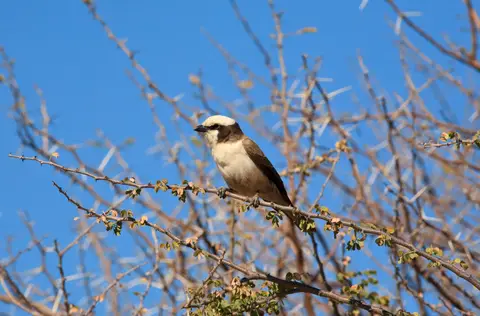Namibia_Etosha_524.jpg