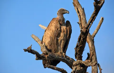 Namibia_Etosha_532.jpg