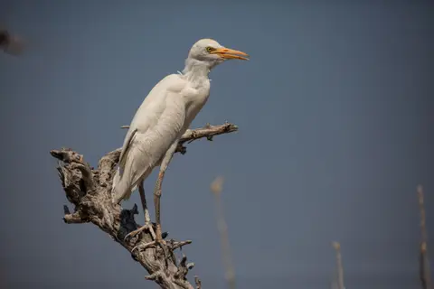 Namibia_Etosha_535.jpg