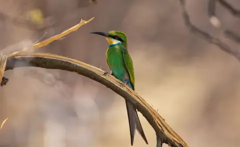 Namibia_Etosha_539.jpg