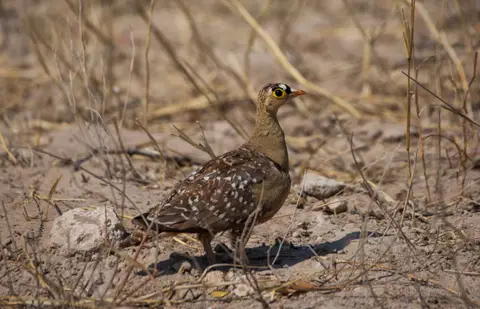 Namibia_Etosha_541.jpg