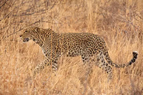 Namibia_Etosha_547.jpg