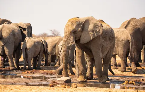 Namibia_Etosha_549.jpg