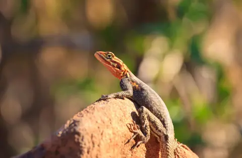 Namibia_Grootberglodge_14.jpg