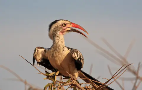 Namibia_Mahango_003.jpg
