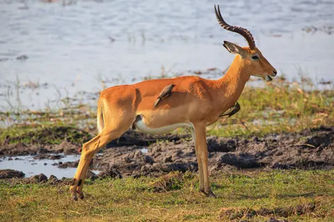 Namibia_Mahango_027.jpg
