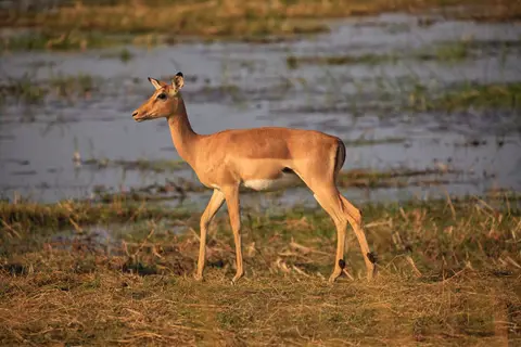 Namibia_Mahango_030.jpg