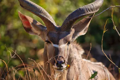 Namibia_Mahango_034.jpg