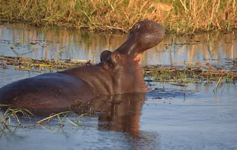 Namibia_Mahango_041.jpg