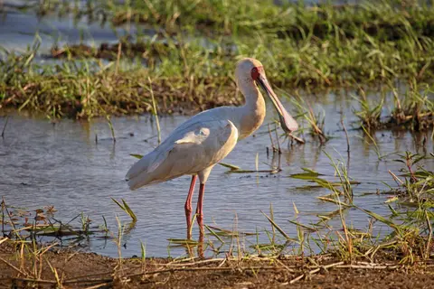 Namibia_Mahango_051.jpg