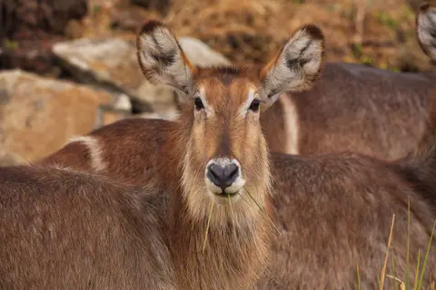 Namibia_Mahango_056.jpg