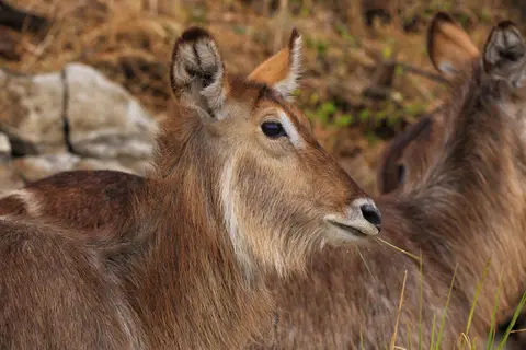 Namibia_Mahango_057.jpg