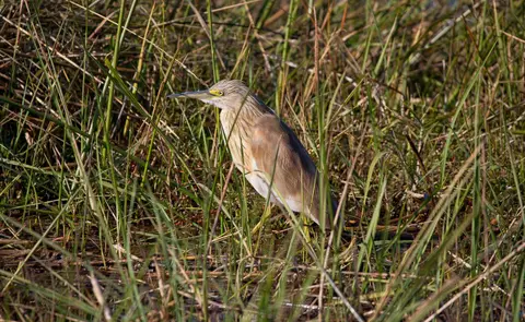 Namibia_Mahango_076.jpg