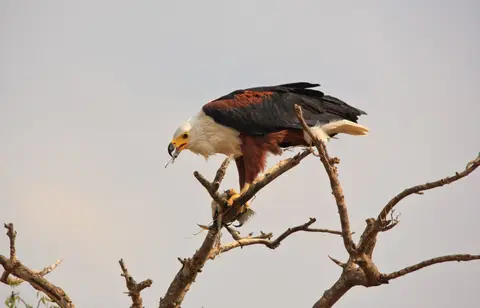 Namibia_Mahango_082.jpg