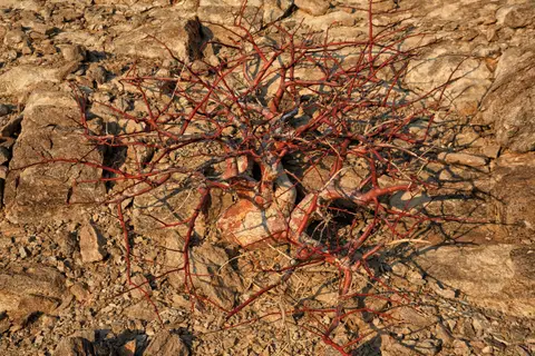 Namibia_Purros_15.jpg