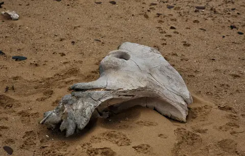 Namibia_Skelettküste_039.jpg