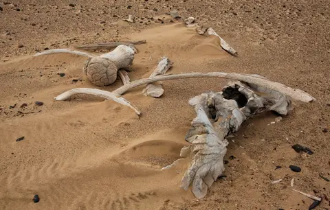 Namibia_Skelettküste_066.jpg