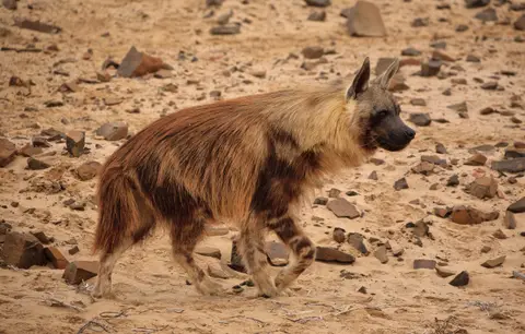 Namibia_Skelettküste_133.jpg